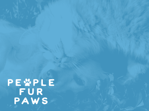 KerrSplash-PeopleFurPaws supporting the SPCA, we aim to ensure that every furry friend has the chance to find a loving home and experience a happier, healthier life.<br />